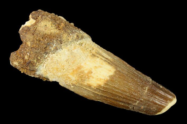 Bargain, 1.91" Spinosaurus Tooth - Real Dinosaur Tooth